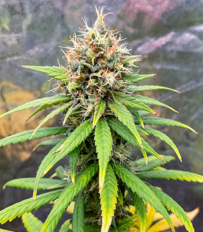 Сорт Lemon Drizzle fem (Barney's Farm)