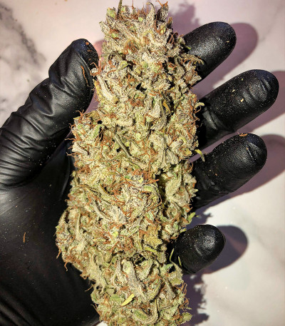 Сорт Original Blackberry auto fem (FastBuds)