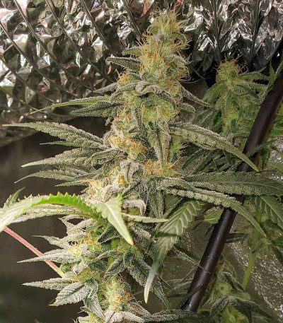 Сорт Monster Pebbles (Monster Genetics)