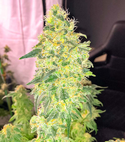 Сорт San Bacio Burger fem (Advanced Seeds)