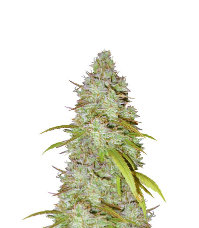 Сорт Wedding Cheesecake Auto fem (FastBuds)