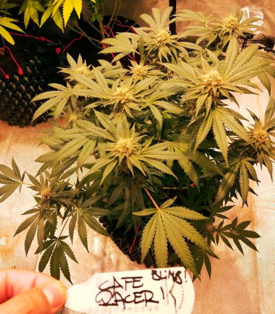 Сорт Cafe Racer (Blimburn Seeds)