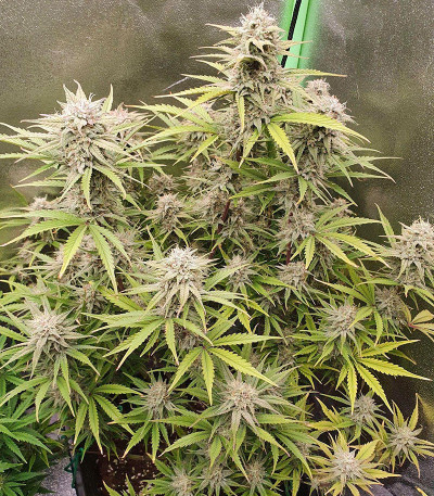 Сорт Original Auto Cheese fem