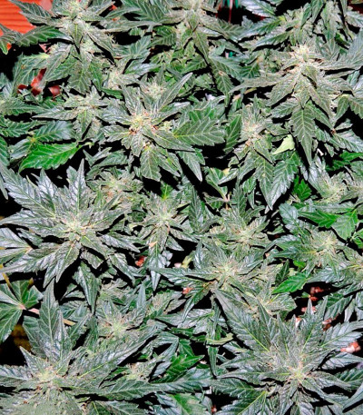 Сорт Pakistan Ryder auto fem (World of Seeds)