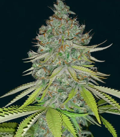 Сорт Lemon Skunk fem (Green House Seeds)