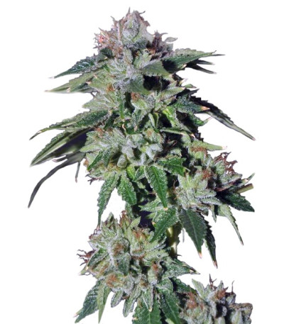 Сорт Pure Kush fem (Green House Seeds)