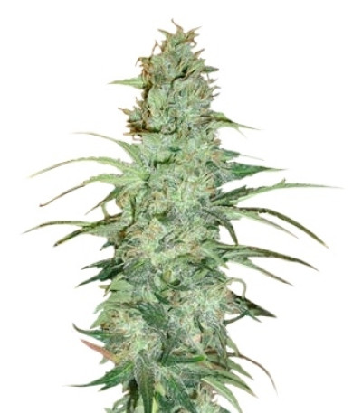 Сорт Super Skunk reg (Nirvana Seeds)