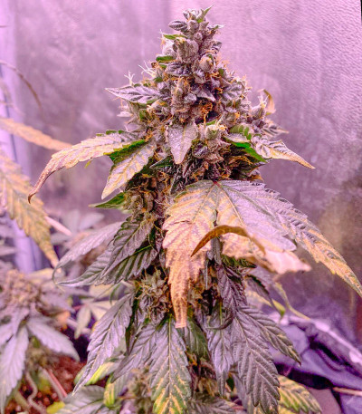 Сорт Bubba Slush fem (Green House Seeds)