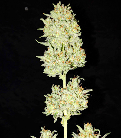 Сорт Original Auto OG Kush fem (FastBuds)