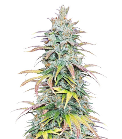 Сорт Apple Betty fem (Herbies Seeds)