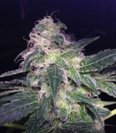 Сорт Kali Dog fem (Royal Queen Seeds)