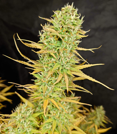 Сорт Original Auto White Widow fem (FastBuds)