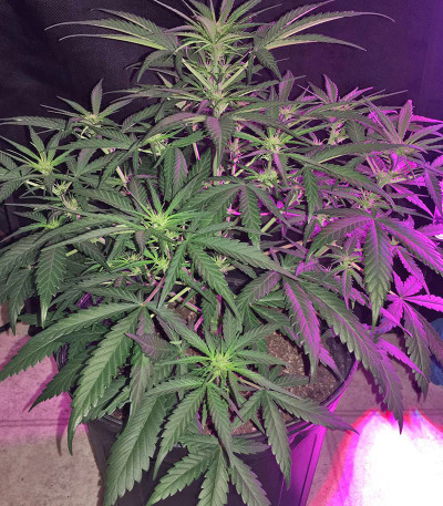 Сорт Blue Mystic fem (Nirvana Seeds)