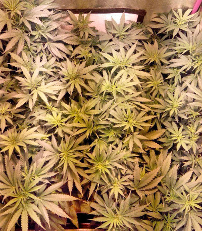 Сорт Pure Power Plant fem (Nirvana Seeds)