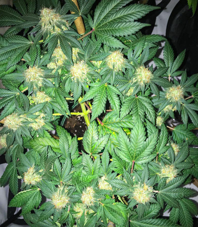 Сорт Glue Sherbert fem (AlphaFem Seeds)