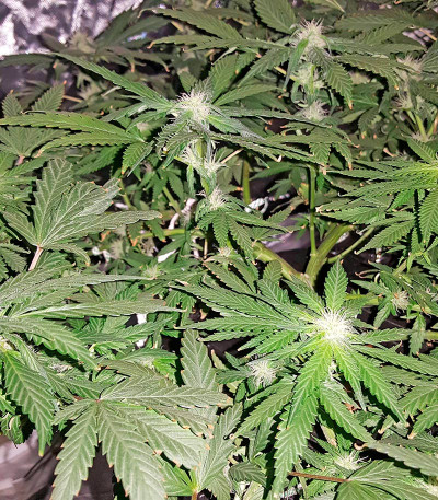 Сорт Afghan Kush X Black Domina fem (World of Seeds)