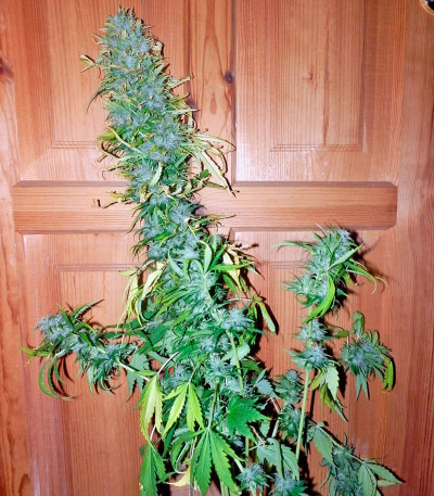 Сорт Satori reg (Mandala Seeds)