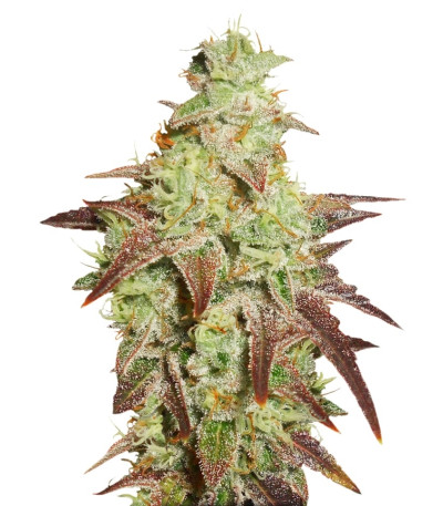 Сорт Auto Night Queen fem (Dutch Passion)