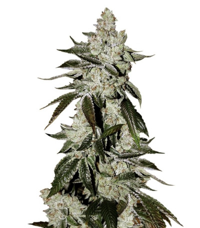 Сорт Cookies auto fem (FastBuds)