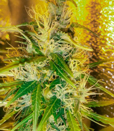 Сорт Delicious Candy Auto fem (Delicious Seeds)