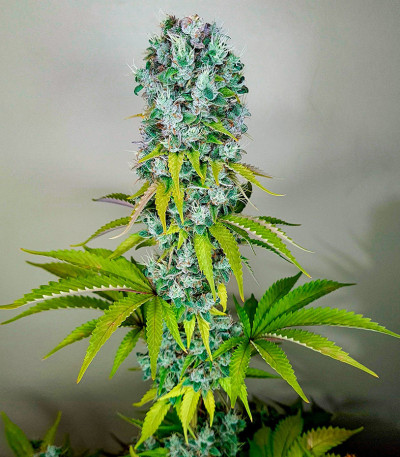 Сорт Pink Rozay fem (Original Sensible Seeds)