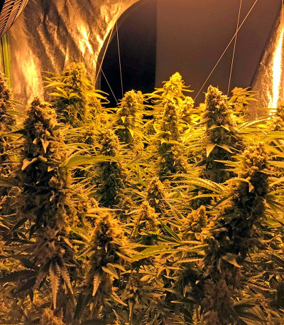 Сорт Snow White (Big Bud) fem (Nirvana Seeds)