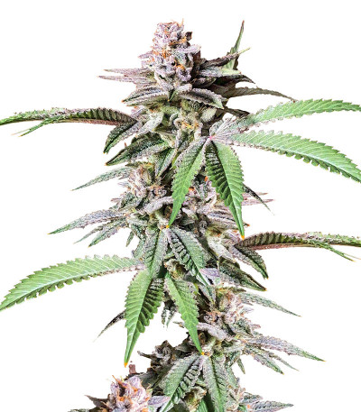 Сорт Dozy Breath fem (AlphaFem Seeds)