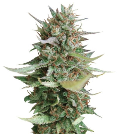 Сорт Strawberry Blue fem (World of Seeds)