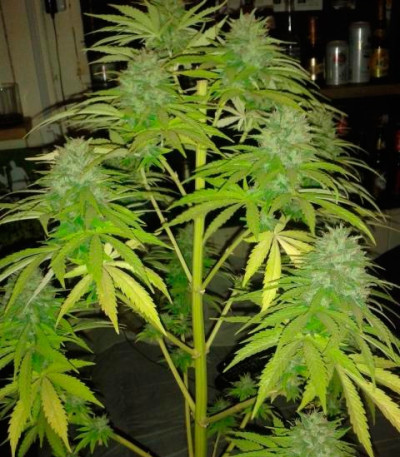 Сорт Cotton Candy Kush fem (Delicious Seeds)