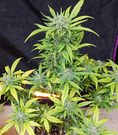 Сорт G14 auto fem (FastBuds)