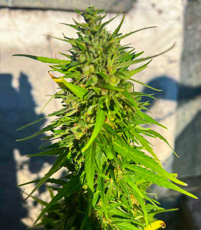 Сорт Original Moby Dick Auto fem (FastBuds)