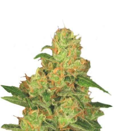 Сорт Auto Acid fem (Paradise Seeds)