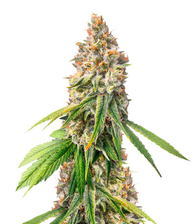 Сорт Monster Moby (Monster Genetics)