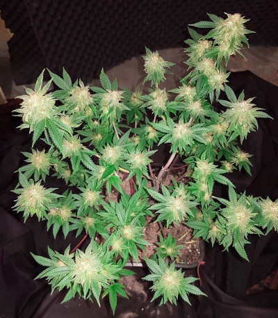 Сорт Skunk XL fem (Royal Queen Seeds)