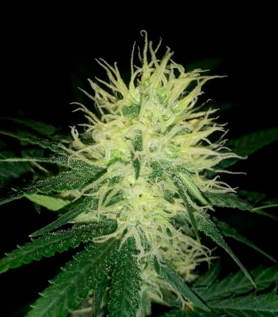 Сорт Bud Bud Bling Tingz fem (Dr. Krippling Seeds)