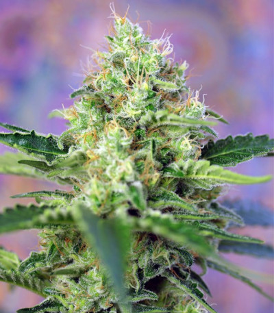 Сорт Crystal Candy fem (Sweet Seeds)