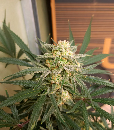 Сорт Forbidden Runtz Auto fem (FastBuds)