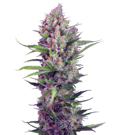 Сорт Cream Mandarine F1 Fast Version fem (Sweet Seeds)