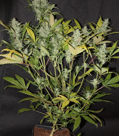 Сорт ICE fem (Female Seeds)