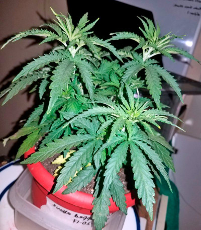 Сорт Afrodite Max Auto fem