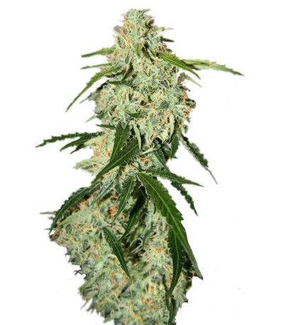 Сорт Big Bang Auto fem (Green House Seeds)