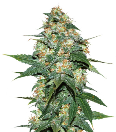 Сорт Skunk 47 fem (World of Seeds)