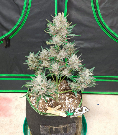 Сорт Wedding Glue Auto fem (FastBuds)