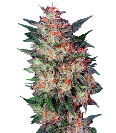 Сорт White Widow fem (Dutch Passion)