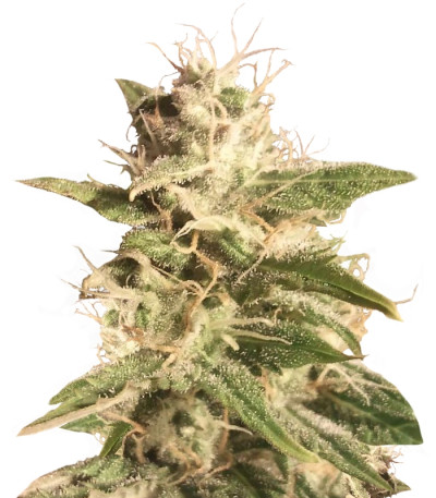 Сорт Auto Bubble fem (Female Seeds)