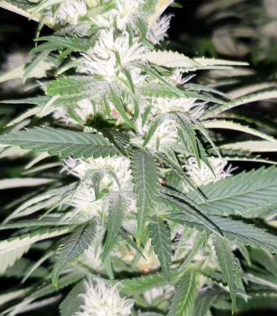 Сорт Tropic Punch fem (Heavyweight Seeds)