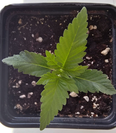 Сорт Purple Punch Cookies fem (Original Sensible Seeds)