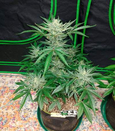 Сорт Strawberry Banana Auto fem (FastBuds)