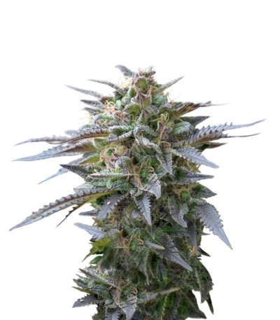 Сорт Blue Mystic fem (Royal Queen Seeds)