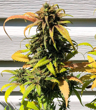 Сорт Glue Kripple fem (Dr. Krippling Seeds)